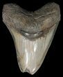 Glossy, Serrated, Megalodon Tooth - Feeding Worn Tip #45316-1